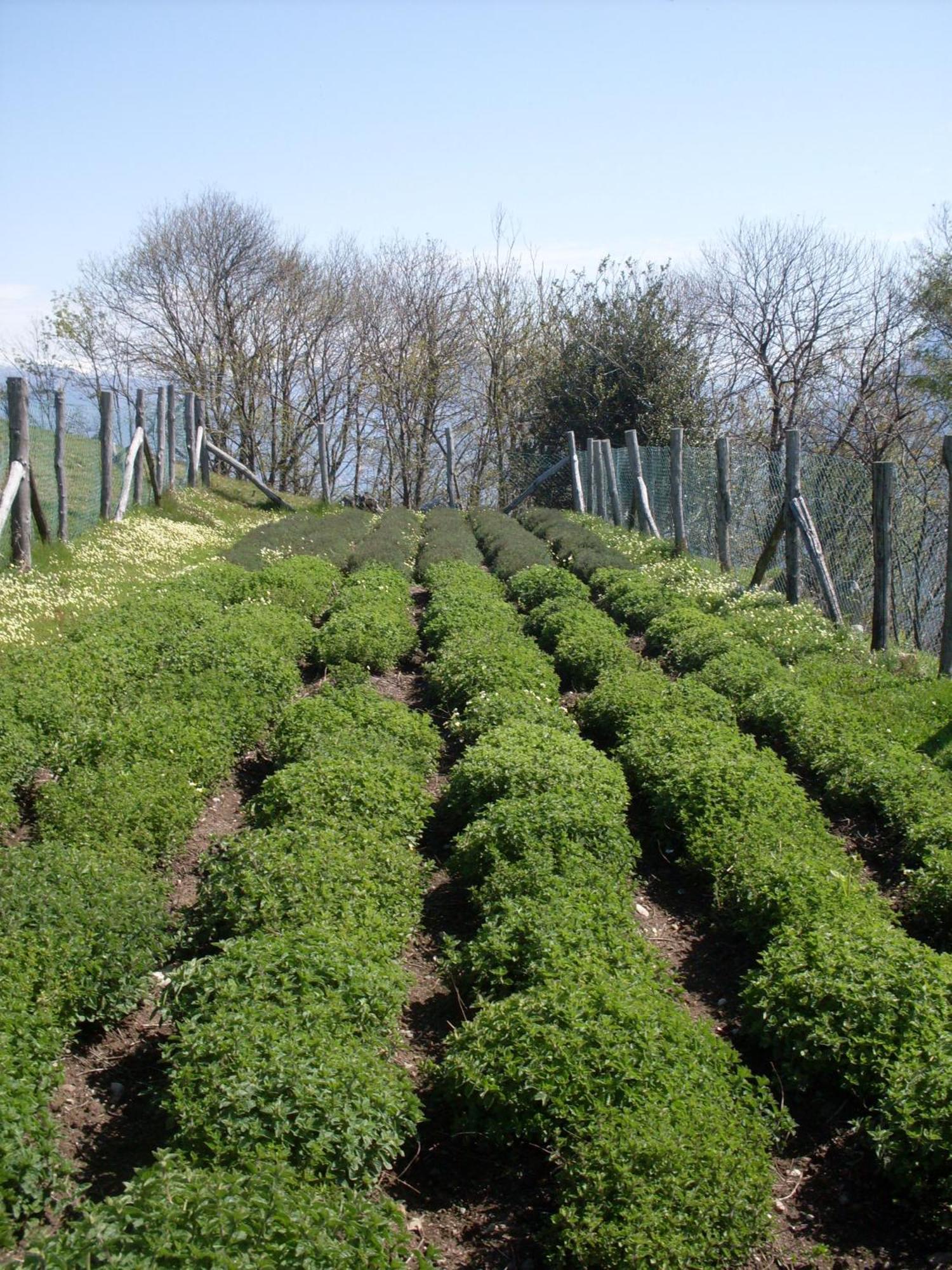 Agriturismo Da Attilio 카노비오 외부 사진