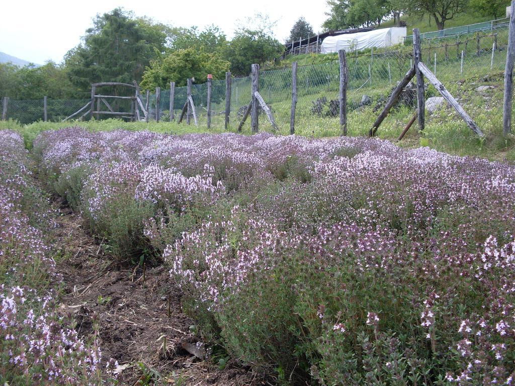Agriturismo Da Attilio 카노비오 외부 사진